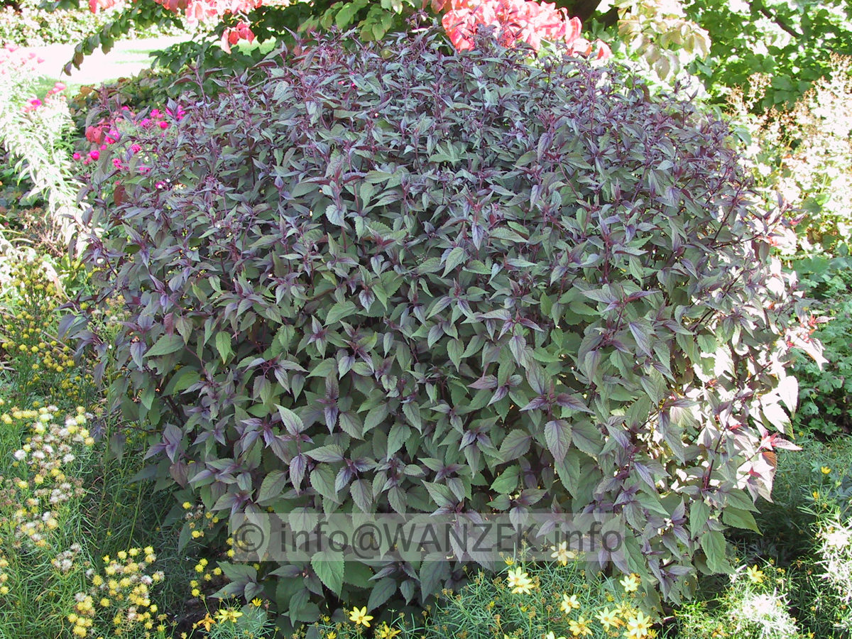 Eupatorium rugosum Chocolate Sol.JPG